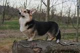 CORGI PEMBROKE 1434